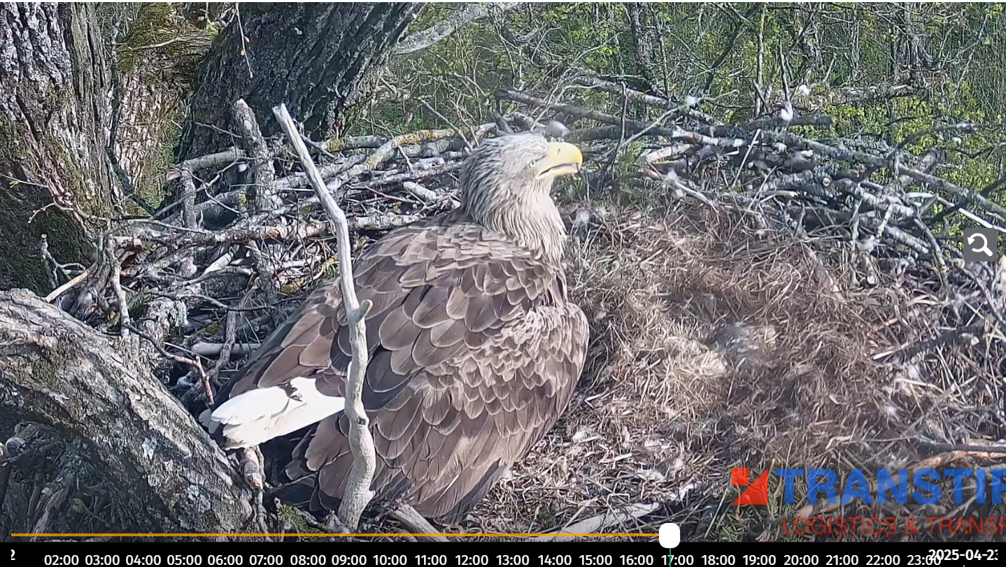Livecam Seeadlerhorst