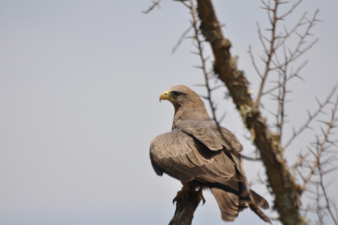 Platzhalterbild Vogel