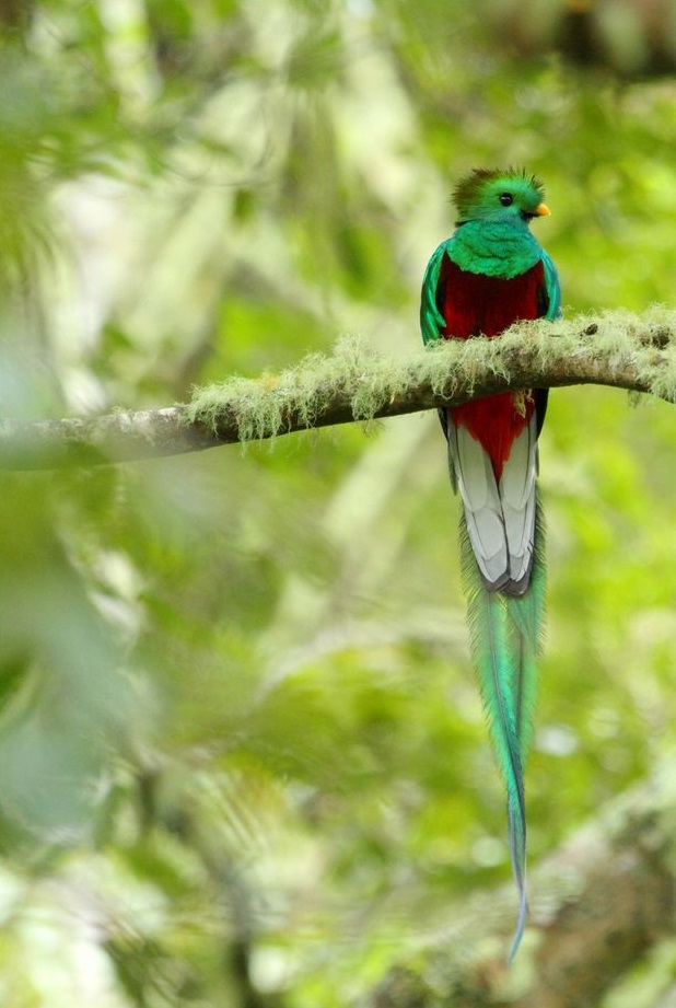 Quetzal Costa Rica Jonathan Serrano