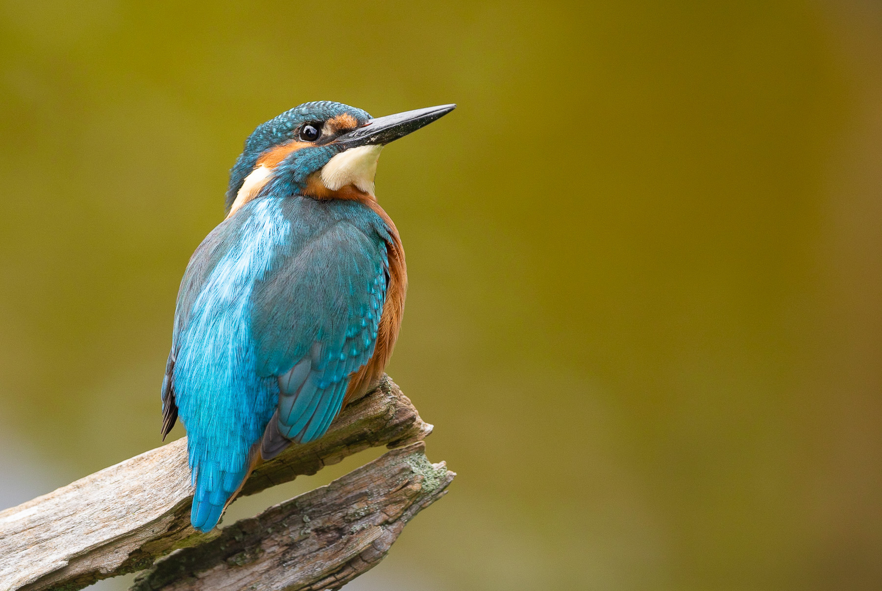 Vogel Detailaufnahme
