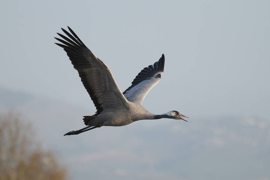 Kranich Israel Thomas Griesohn-Pflieger