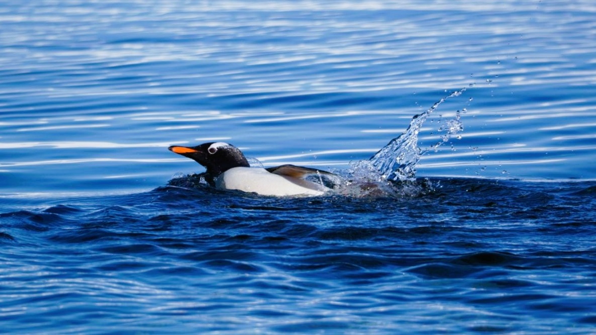 Eselspinguin Antarktis