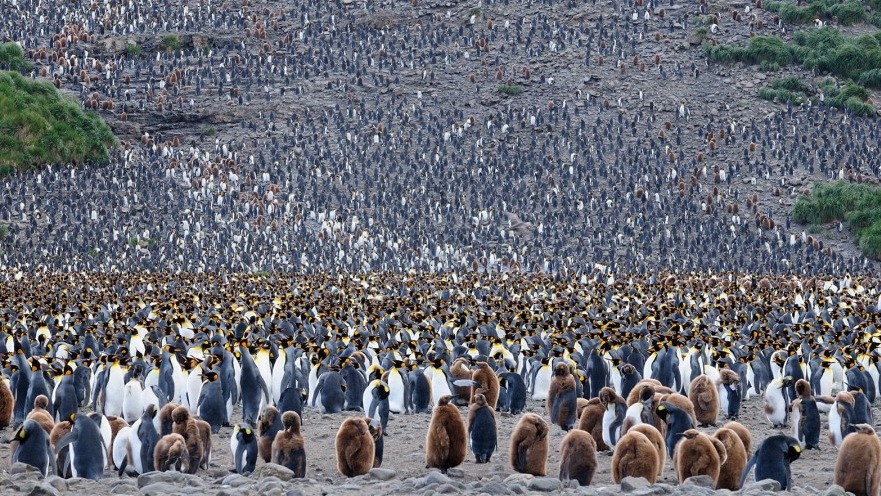 Kolonie von Königspinguinen Königspinguine Oceanwide