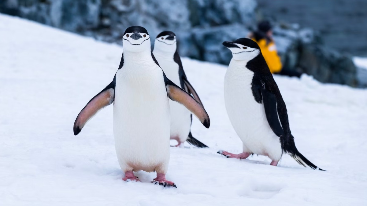 Zügelpinguin Antarktis
