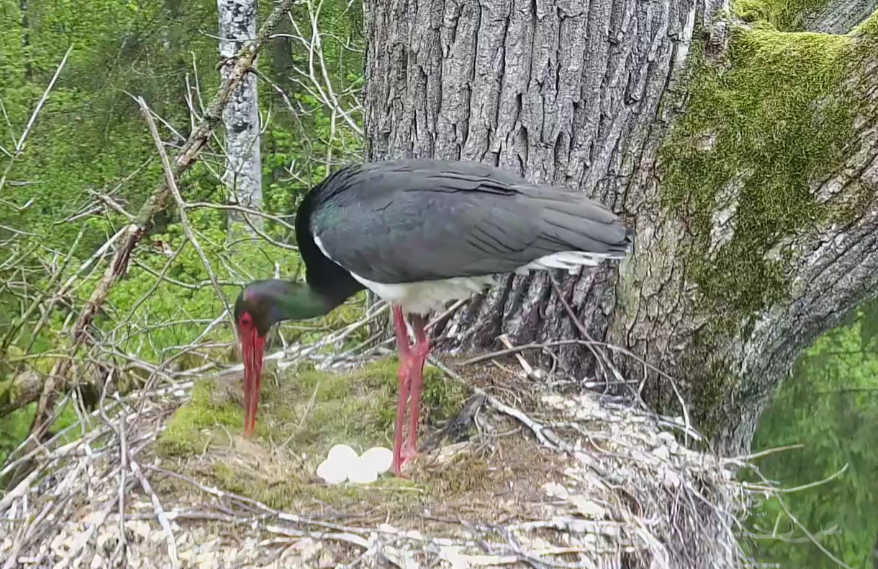 Livecam Schwarzstorch