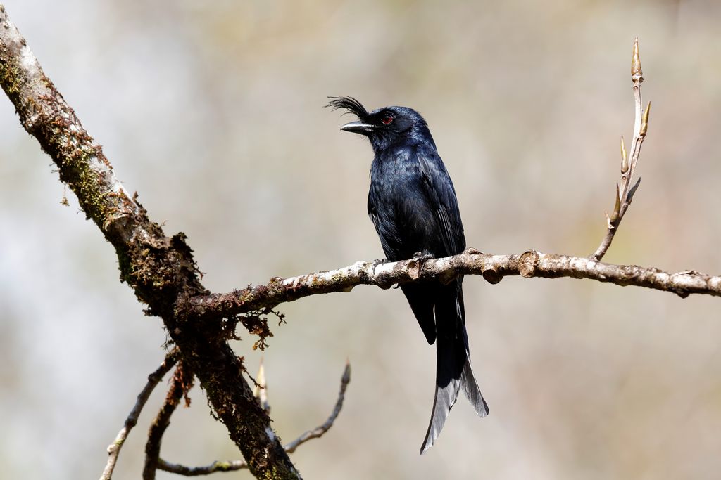 Madagaskardrongo Madagaskar H. Teichmann