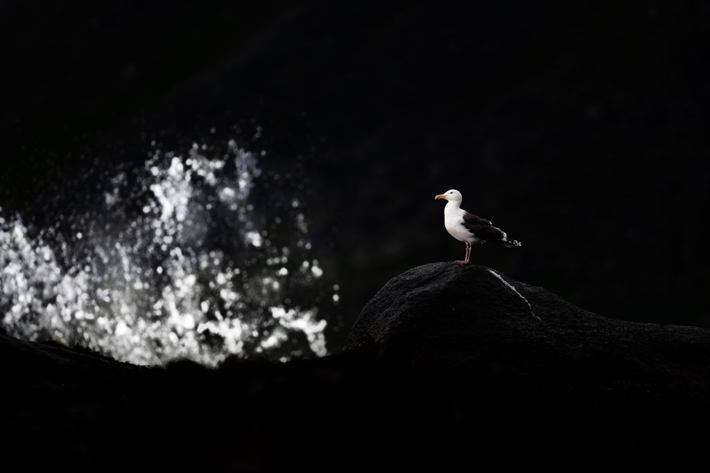 Mantelmoewe in Norwegen