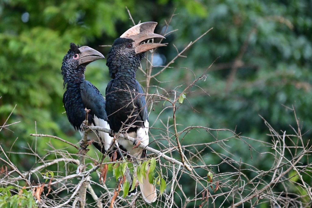 Grauwangen-Hornvogel Uganda Volker Sthamer