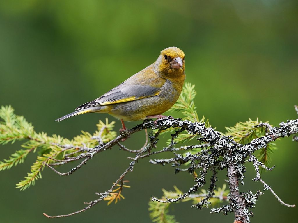 Grünfink schaut in die Kamra