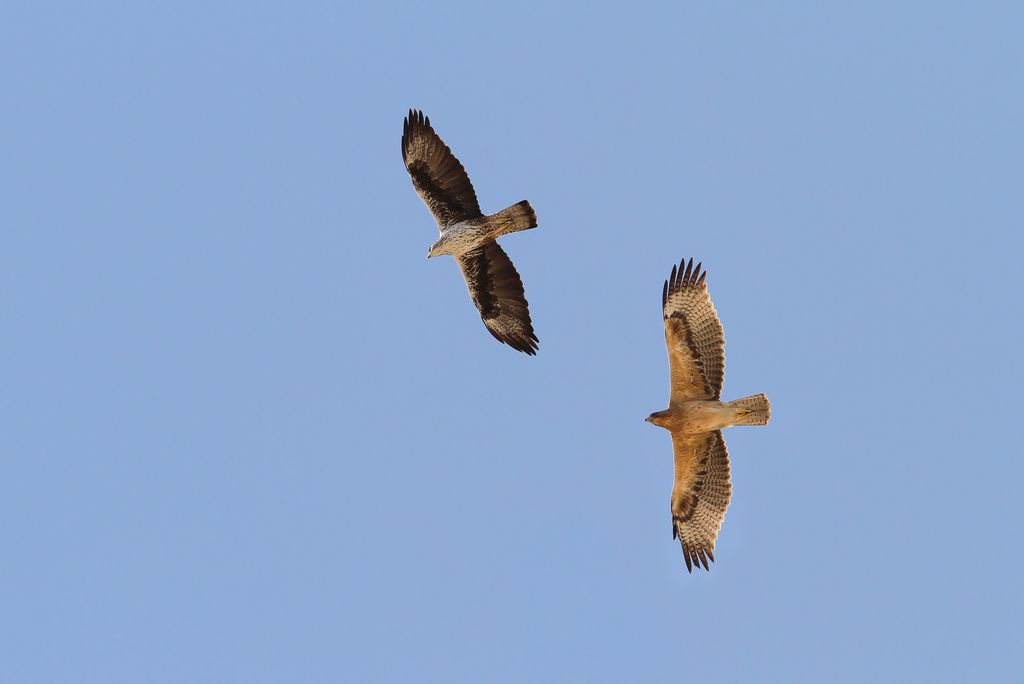 Habichtsadler Oman Christoph Moning