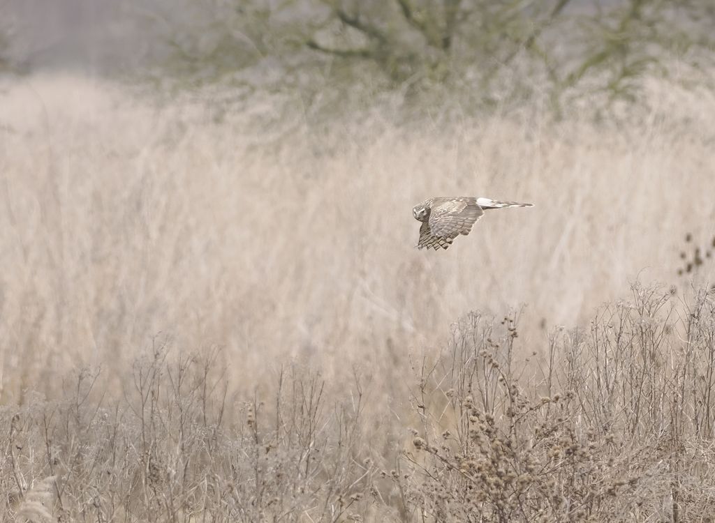 Kornweihe (Luc De Brabant)