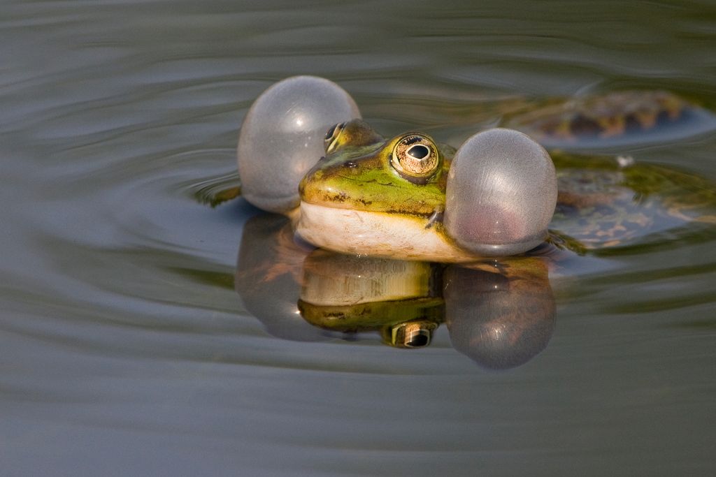 Frosch (Willi Rolfes)