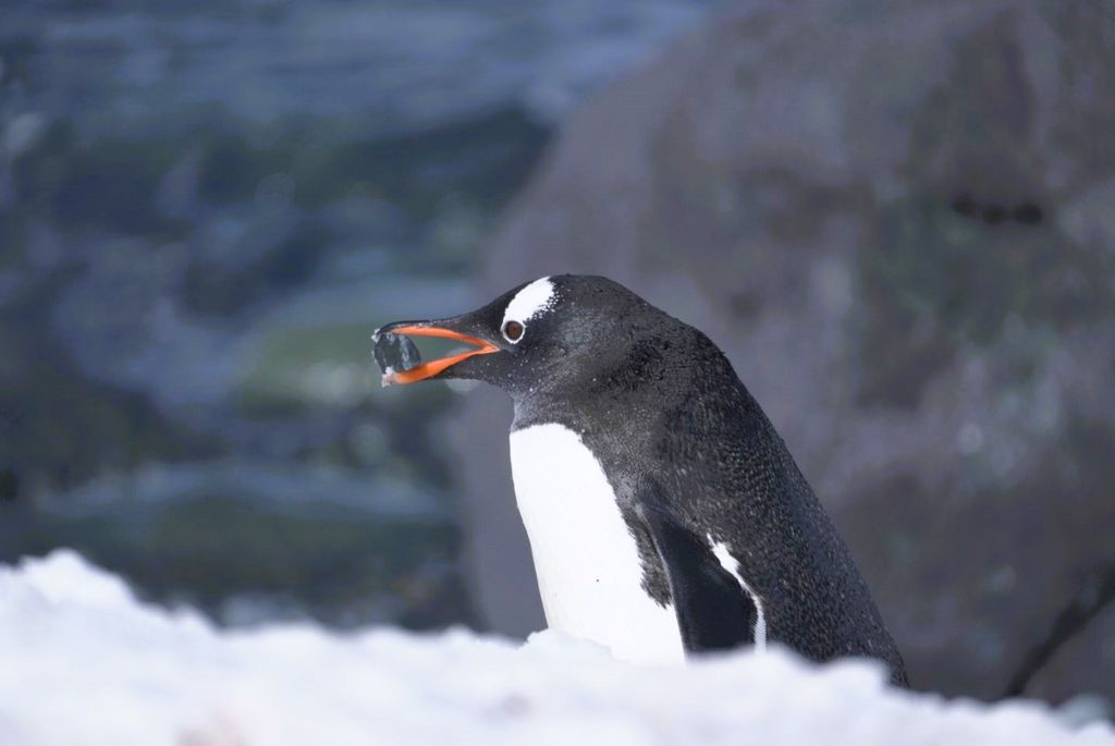 Eselspinguin Antarktis Elisa Stoll