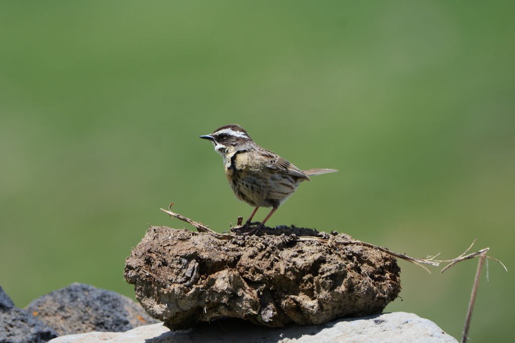 Steinbraunelle Kaukasus A. Rukhaia