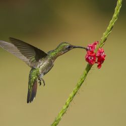 Kolibri Costa Rica Jonathan Serrano