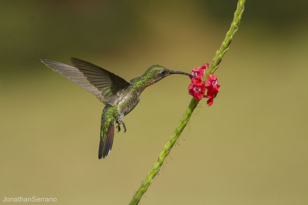 Kolibri Costa Rica Jonathan Serrano