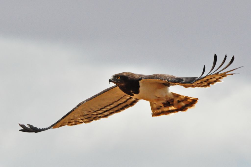 Schwarzbrust-Schlangenadler Tansania Volker Sthamer