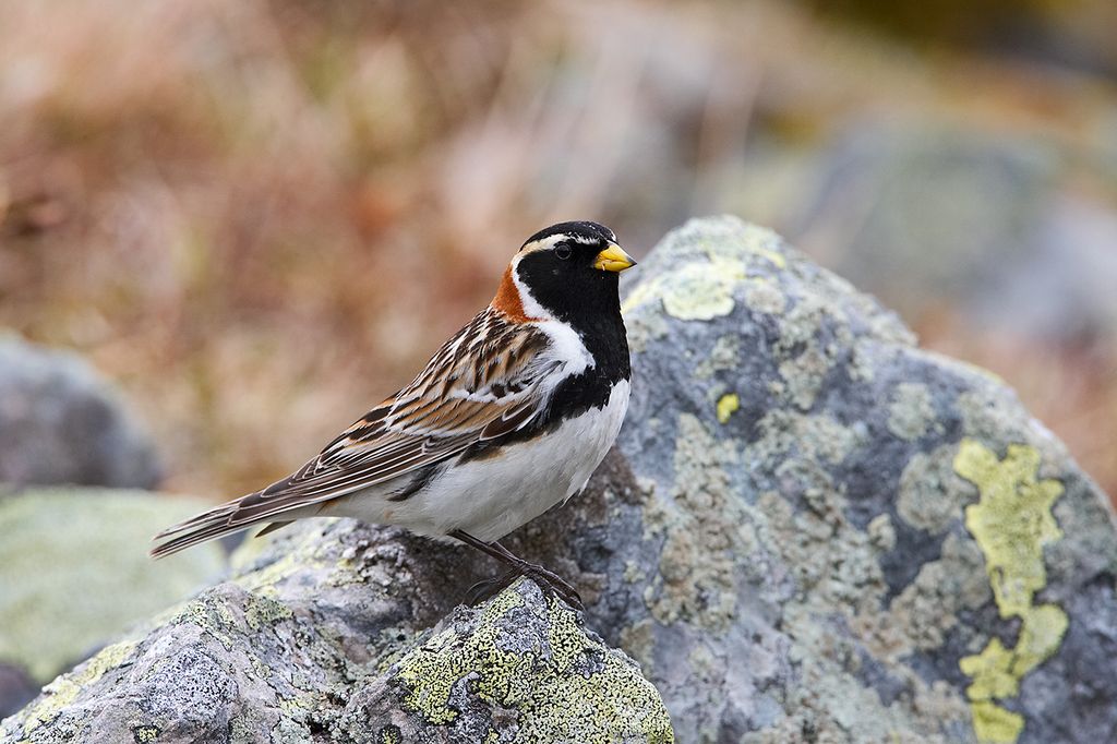 Spornammer Norwegen Finnature