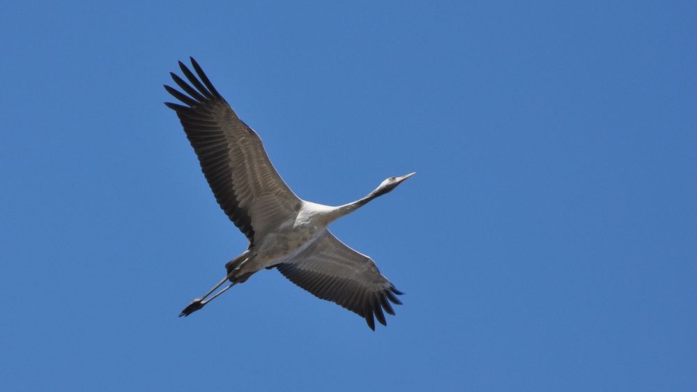Kranich am Himmel im Flug