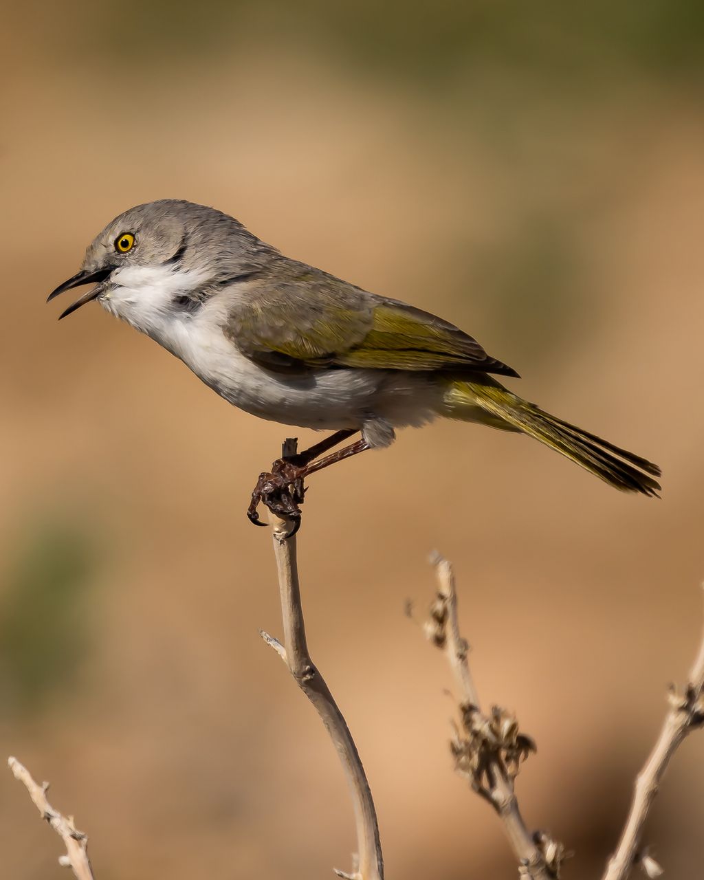 Namibia A.Voigts