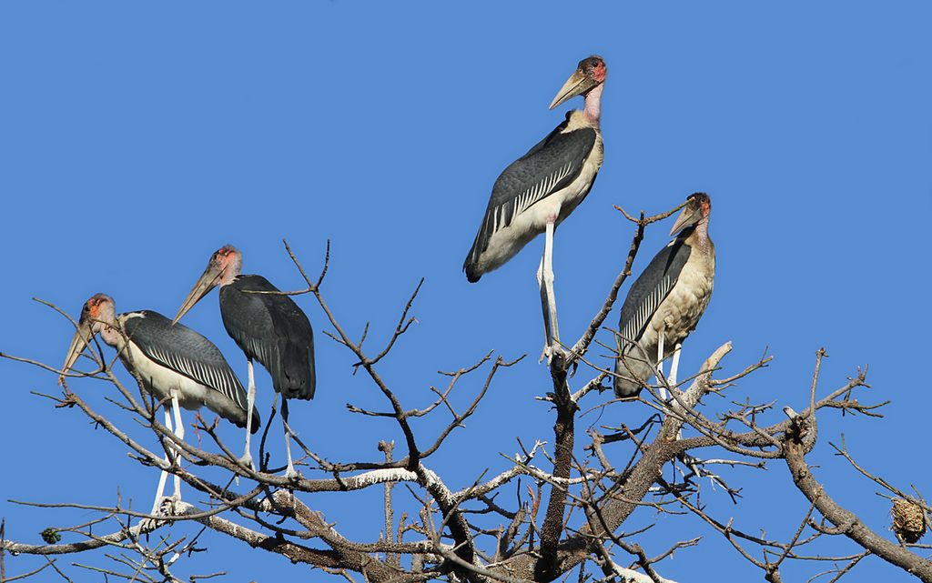 Marabu Gambia Christoph Moning