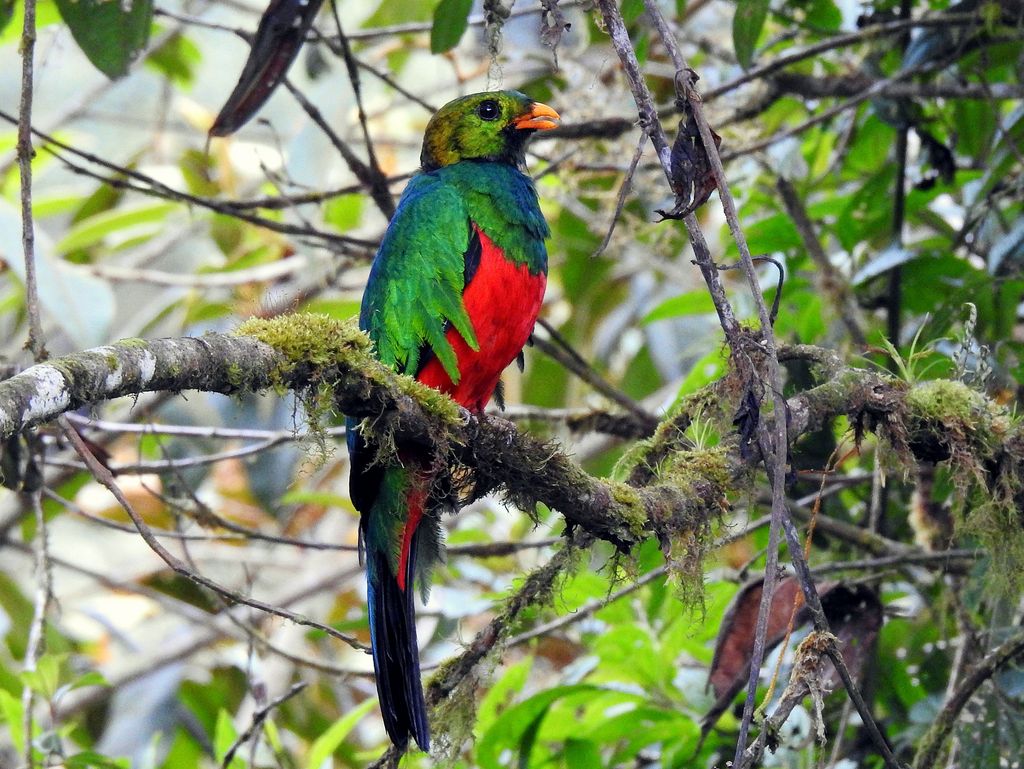 Goldkopftrogon (G. Rojas)