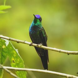 Brillantkolibri Panama auf dem baum grüne Farbe