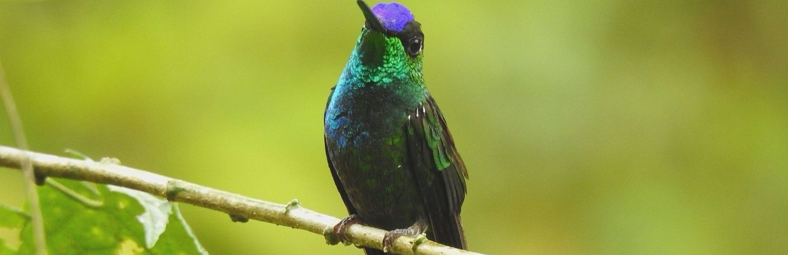 Panama Kolibri