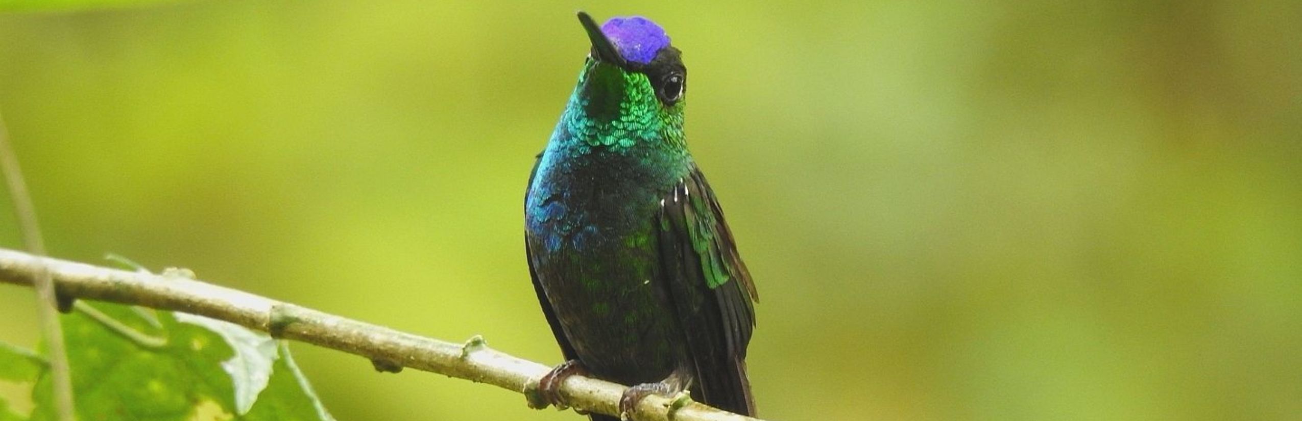 Panama Kolibri