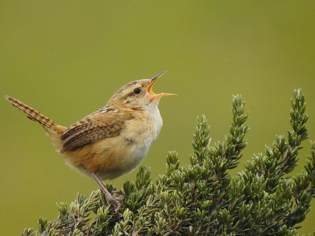 Pampazaunkönig (G. Rojas)