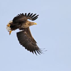 Seeadler Norwegen Christoph Moning