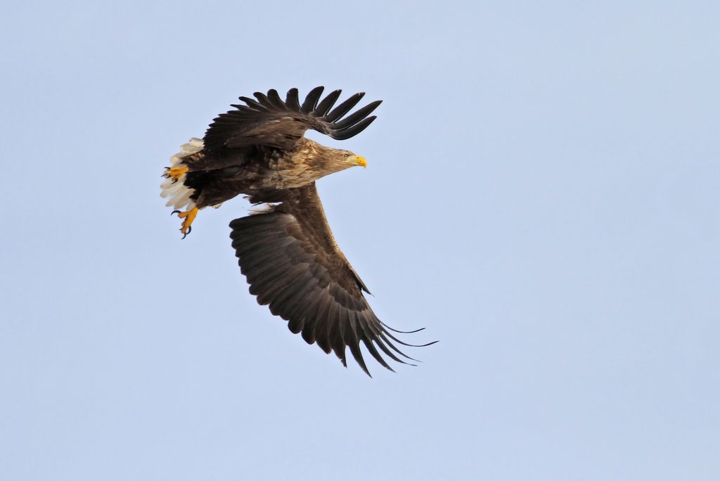 Seeadler Norwegen Christoph Moning