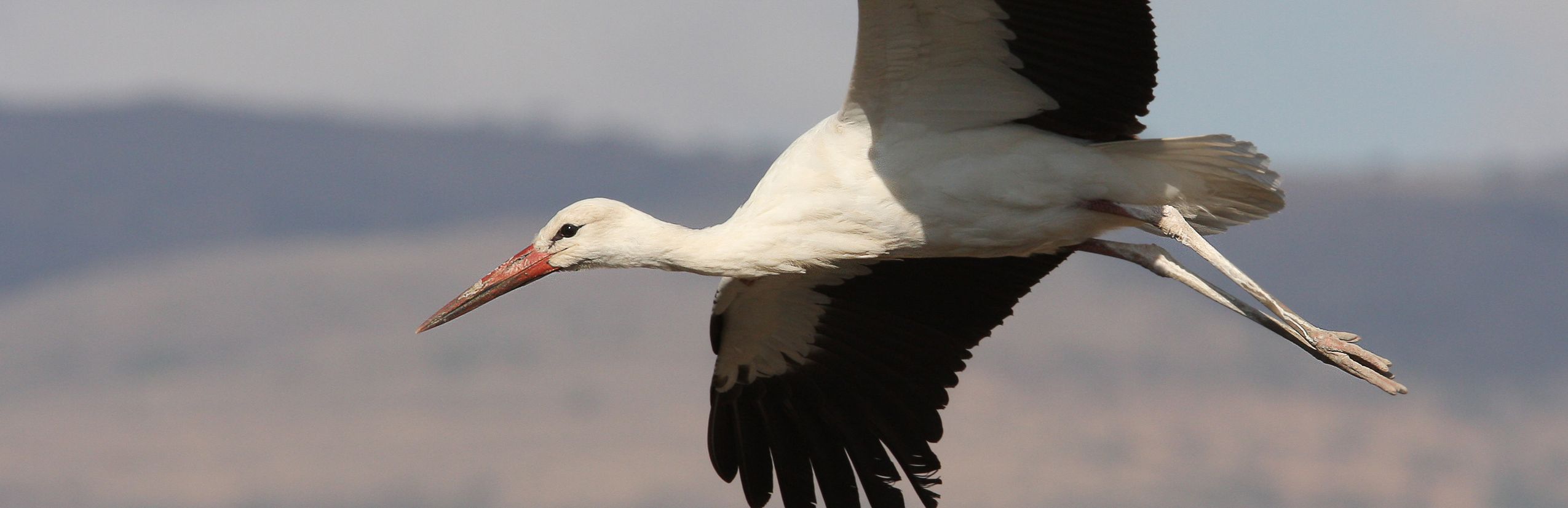 Weißstorch im Flug Christoph Moning