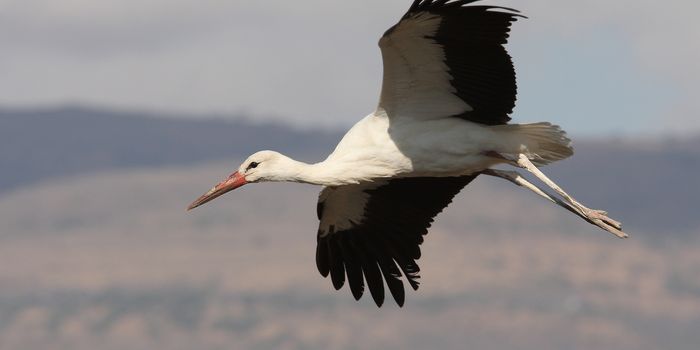 Weißstorch im Flug Christoph Moning