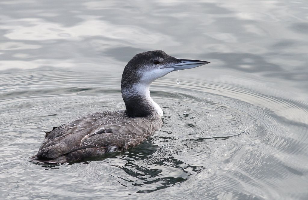 Eistaucher im Wasser