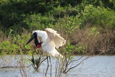 Jabiru 