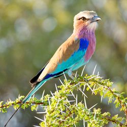 Gabelracke Namibia