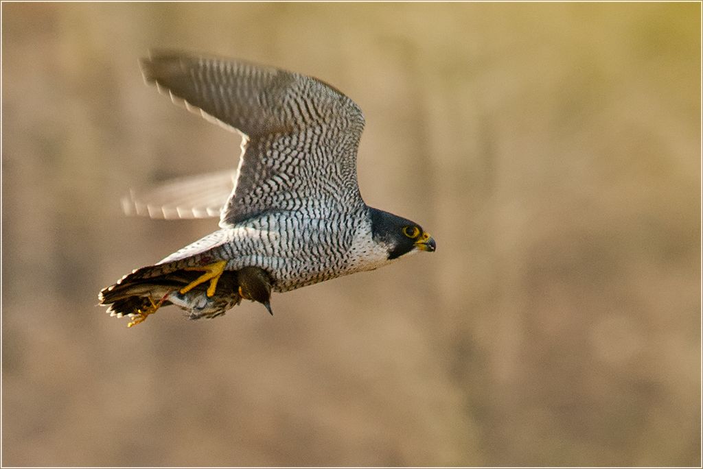 Wanderfalke Deutschland Clement Heber