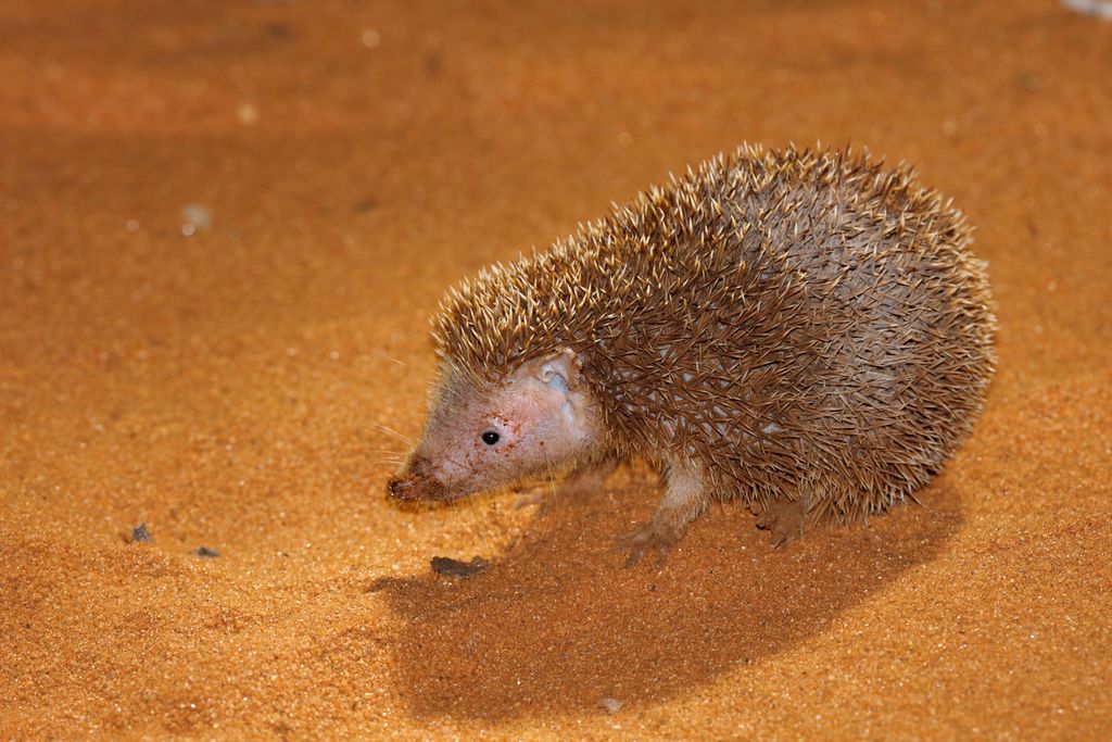 Kleiner Igeltenrek Madagaskar H. Teichmann