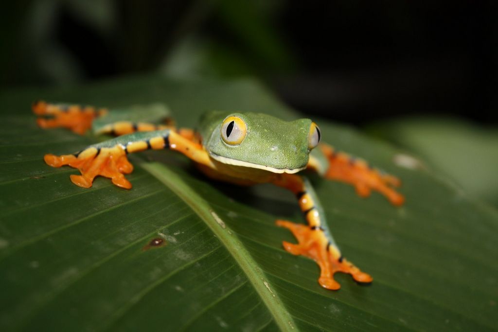 Greiffrosch Costa Rica Rainer Stoll