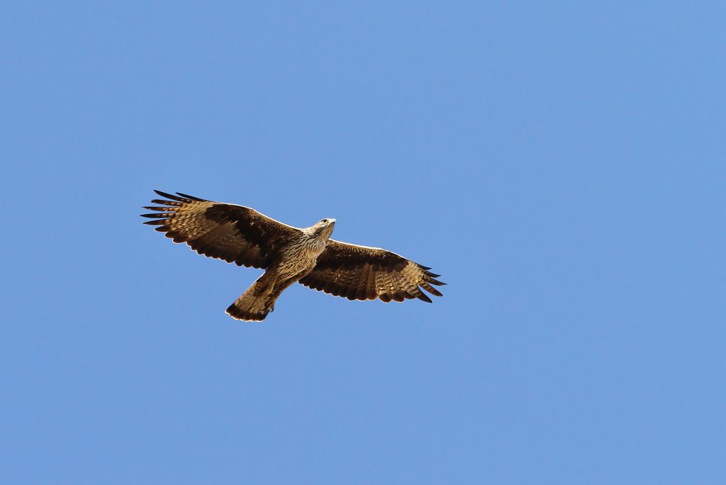 Habichtsadler Oman Christoph Moning