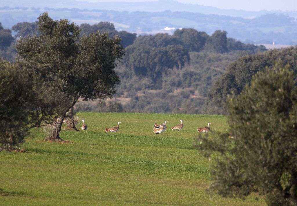 Großtrappe Portugal Gabriela Dienst