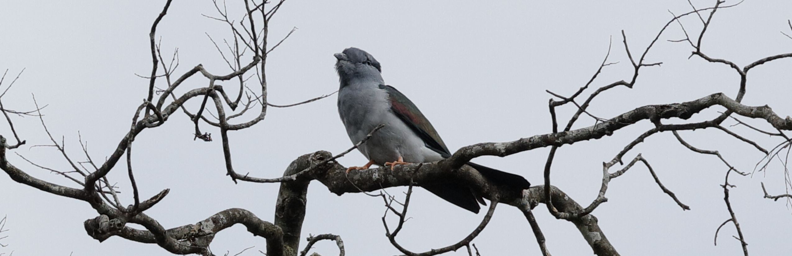 Kurol Madagaskar