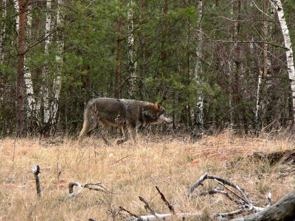 Wolf im Wald