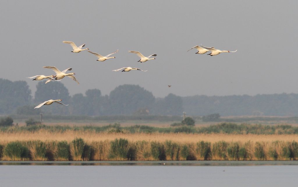 Höckerschwan Ungarn Christoph Moning