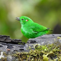 Rotohrbunttangare Ecuador