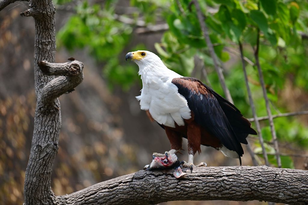 Schreiseeadler Uganda Volker Sthamer