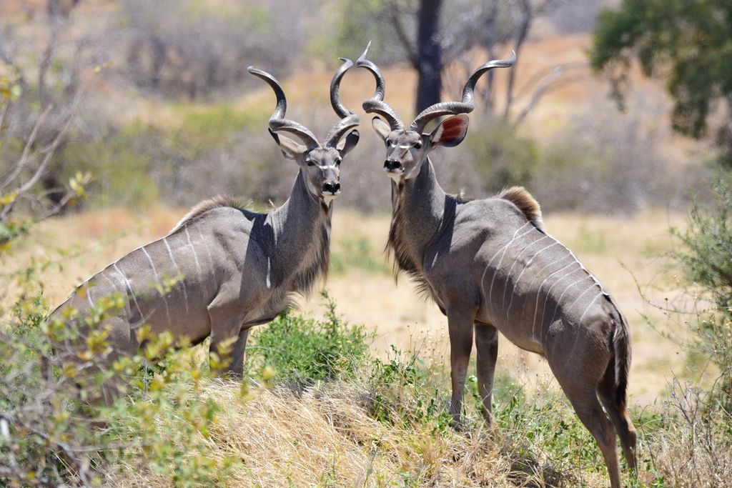 Großer Kudu Tansania Volker Sthamer