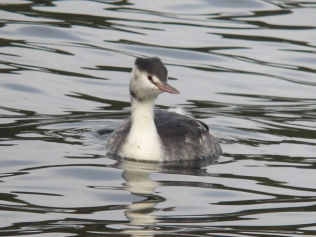 Im Vergleich zum Brutkleid ist der Taucher im Winter sehr schlicht weiß-grau gefärbt. Aber elegant wirkt er allemal.