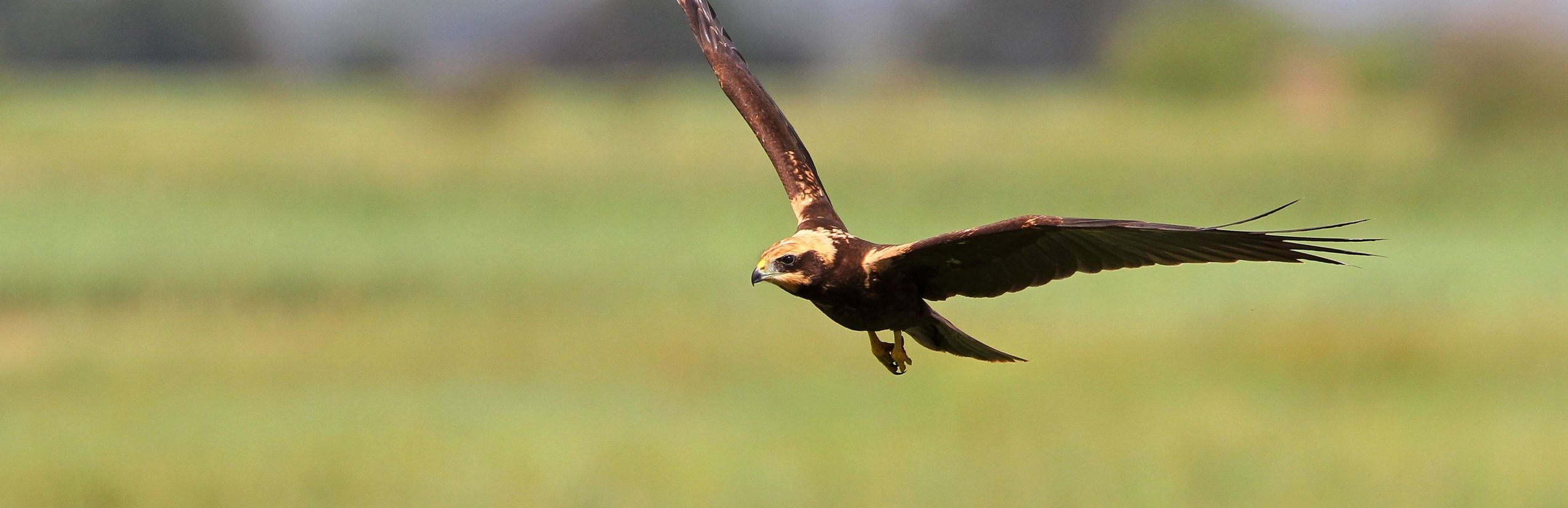 Vogelbeobachtung - Adler